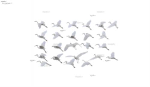 طرح لایه باز پرنده