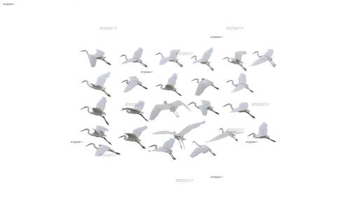 طرح لایه باز پرنده طرح لایه باز پرنده