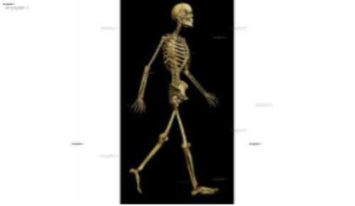 لایه باز اسکلت 13