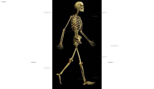 لایه باز اسکلت 13 لایه باز اسکلت 13