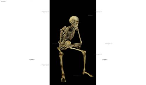 لایه باز اسکلت 2 لایه باز اسکلت 2