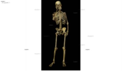 لایه باز اسکلت 10