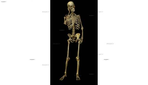 لایه باز اسکلت 10 لایه باز اسکلت 10