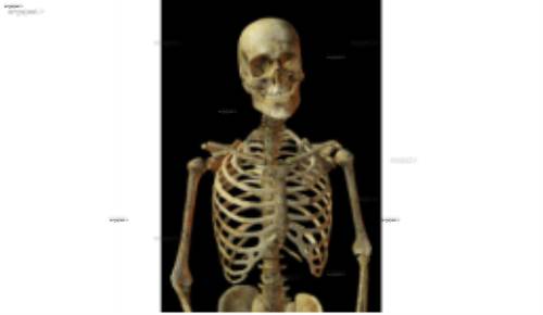 لایه باز اسکلت 5