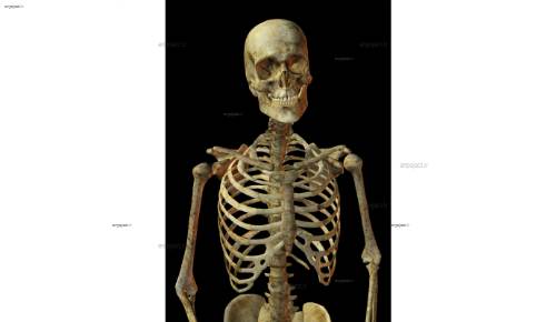 لایه باز اسکلت 5 لایه باز اسکلت 5