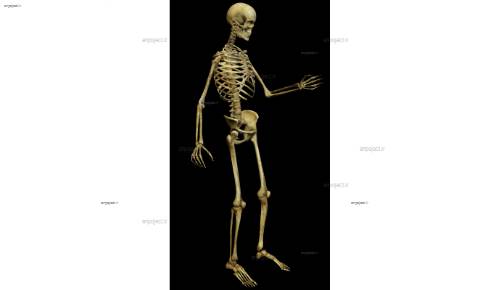 لایه باز اسکلت 8