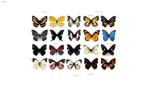 لایه باز پروانه 1