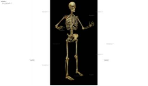 لایه باز اسکلت 6