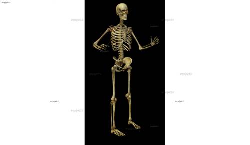 لایه باز اسکلت 6 لایه باز اسکلت 6