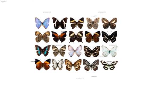 لایه باز پروانه 3