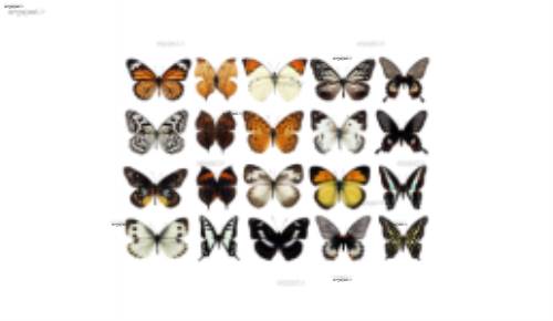 لایه باز پروانه 2