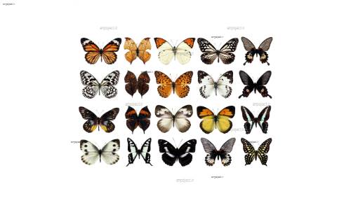 لایه باز پروانه 2 لایه باز پروانه 2