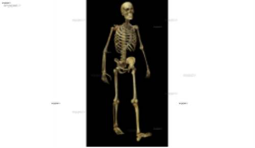 لایه باز اسکلت 7