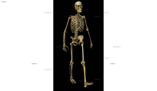 لایه باز اسکلت 7 لایه باز اسکلت 7