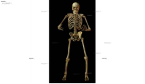 لایه باز اسکلت 9