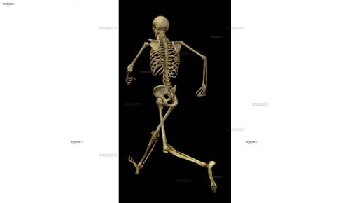 لایه باز اسکلت 4 لایه باز اسکلت 4