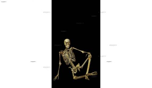 لایه باز اسکلت 12 لایه باز اسکلت 12