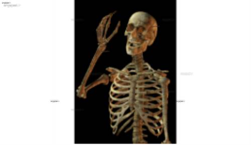 لایه باز اسکلت 1