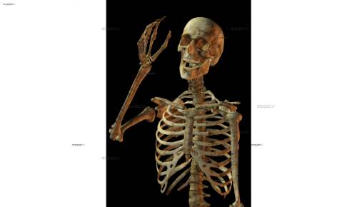 لایه باز اسکلت 1 لایه باز اسکلت 1