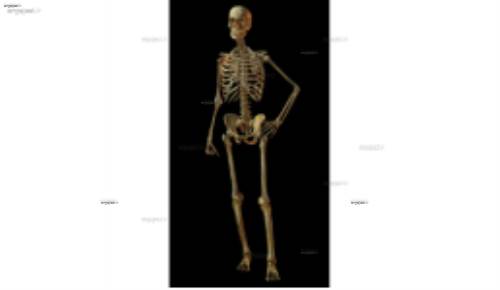 لایه باز اسکلت 11