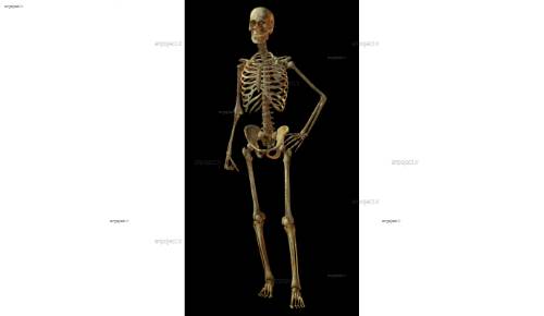 لایه باز اسکلت 11 لایه باز اسکلت 11