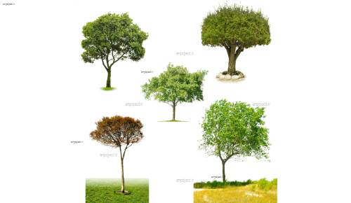 لایه باز درخت لایه باز درخت