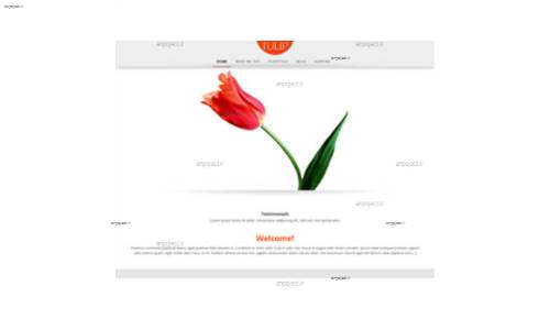 قالب وب سایت Tulip 