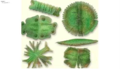 شاخصه های کلروفیسه ها (مشخصات،سایز،اندازه)