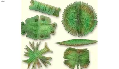 شاخصه های کلروفیسه ها (مشخصات،سایز،اندازه)