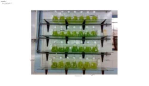 تصفیه بیولوژیکی فاضلابهای شهری از طریق ریزجلبک ها