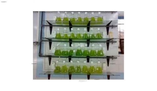 تصفیه بیولوژیکی فاضلابهای شهری از طریق ریزجلبک ها