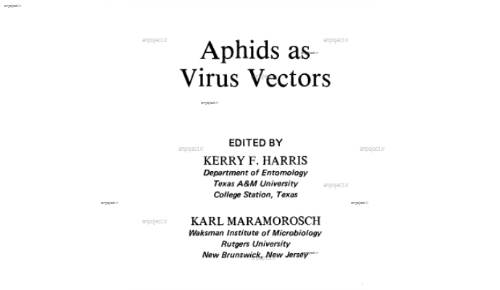 aphids as  virus vectors